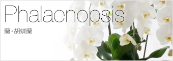 蘭・胡蝶蘭から選ぶ