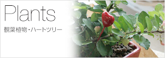 観葉植物・ハートツリーから選ぶ
