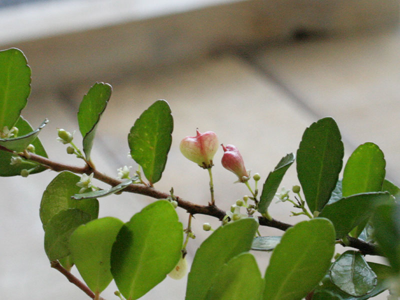 ✨✨✨オキナワハートツリー【◎良品素材】検/ハリツリマサキ/ハートツリー 399582_3_720x.jpg